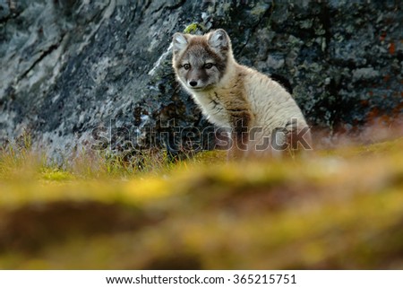 Arctic Fox, Vulpes lagopus, cute animal portrait in the nature habitat, dark rock in the background, Svalbard, Norway.