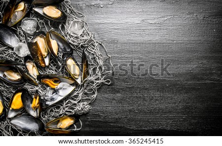 Clams on the fishing net. On a black wooden background. Free space for text . Top view