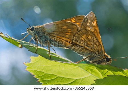 Two Hesperiidae butterfly macro picture involved in reproduction. 