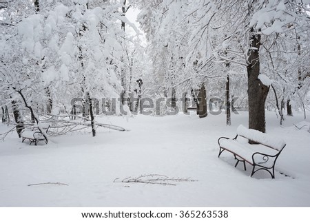 Snowing landscape in the park 