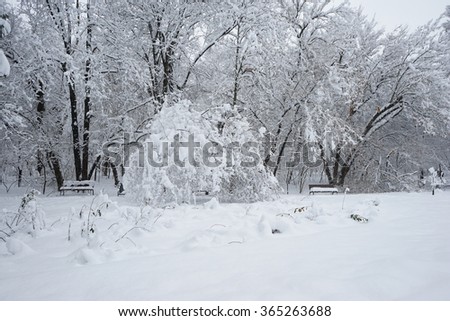 Snowing landscape in the park 