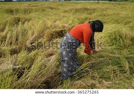 Woman working on harvest rice in Iran
