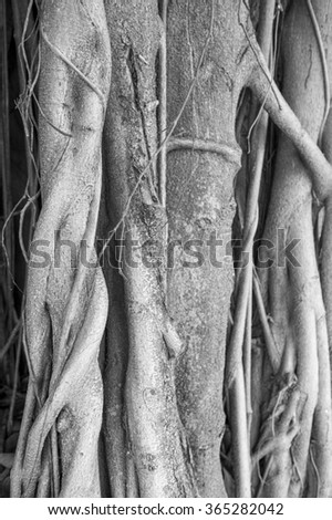 Brazilian strangler fig banyan tree roots in a close-up abstract monochromatic black and white textured background