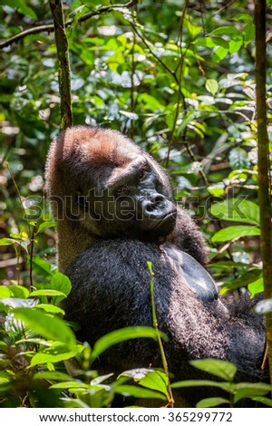Portrait of a western lowland gorilla (Gorilla gorilla gorilla) close up at a short distance. Silverback - adult male of a gorilla in a native habitat. Jungle of the Central African Republic    Royalty-Free Stock Photo #365299772