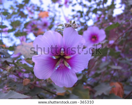 A purple flower on a bush