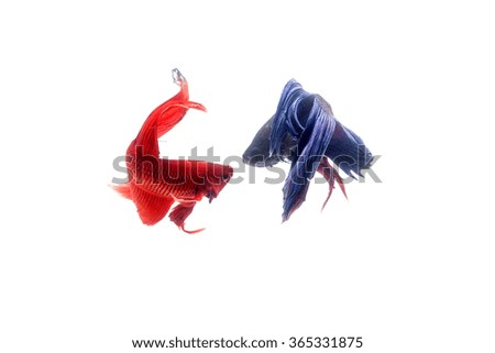 Red and blue betta fish, siamese fighting fish isolated on white background
