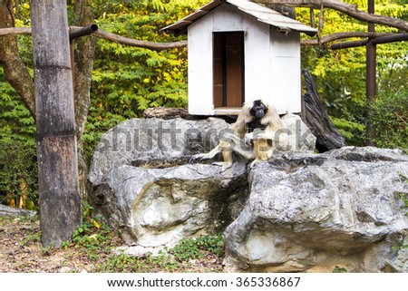 Gibbon monkey sitting near house in jungle