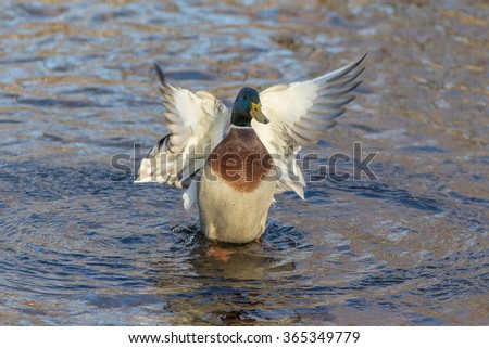 Portrait of a duck on the water in motion