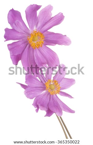 Studio Shot of Magenta Colored Anemone Flowers Isolated on White Background. Large Depth of Field (DOF). Macro.