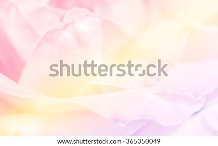 Pink roses in soft pastel color and blur style for background