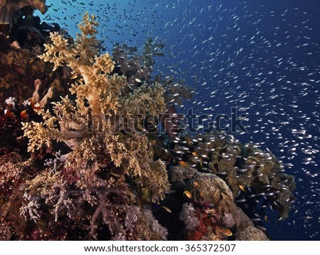 Coral Reef Sealife, Red Sea