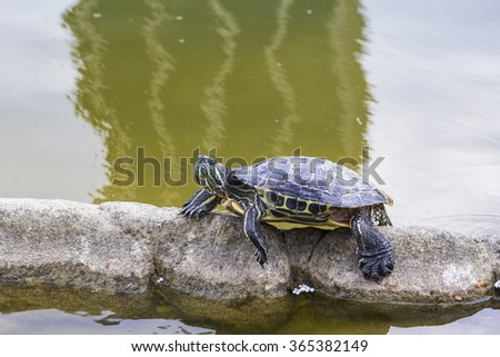 background picture little turtle crawling through a tube in an artificial lake in Dubai
