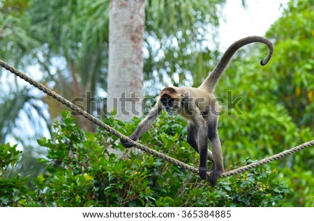 Geoffroy's spider monkey (Ateles geoffroyi) walking on a rope. It live in tropical forests of Central and South America, from southern Mexico to Brazil. Spider monkey is endangered animal.  Royalty-Free Stock Photo #365384885