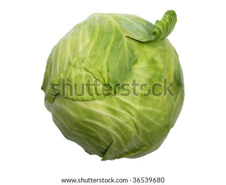 Single green cabbage with dew. Close-up. Isolated on white background.