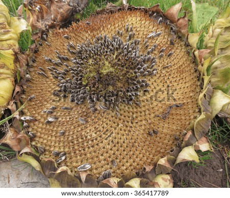 Drying Flower Head and Seeds of a Sunflower (Helianthus) at Rosemoor in Devon, England, UK