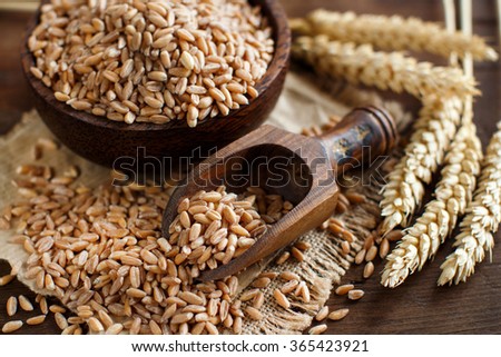 Uncooked whole spelt grain in a bowl with a wooden spoon and spelt ears on the table Royalty-Free Stock Photo #365423921