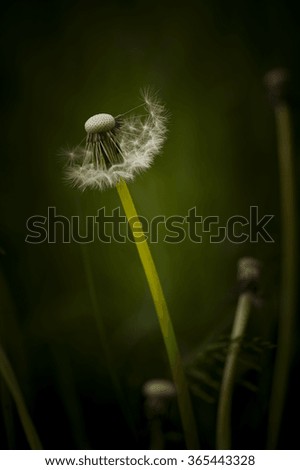 Fluffy dandelion on a green blurred background