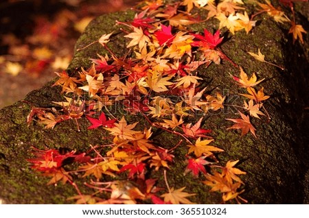 Maple leaves (Momiji)
