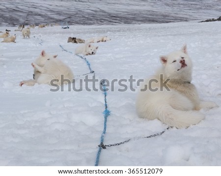 Greenlandic dogs resting, Qeqertarsuaq, Greenland
