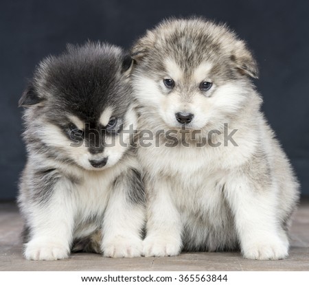 Portrait of one month old alaskan malamute puppys closeup in studio