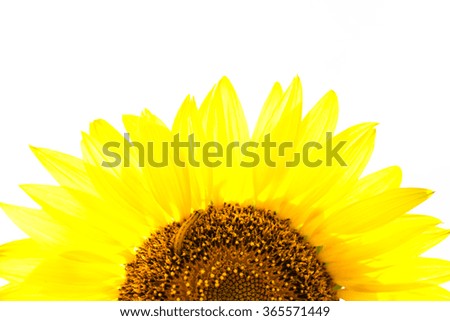 a half of sunflower with a worm inside - isolated on white