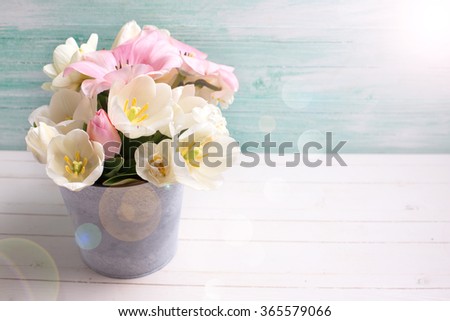 White and pink  tulips and narcissus flowers  in grey  bucket in ray of light  on white painted wooden background against turquoise wall. Selective focus. Place for text. 