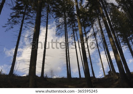 trees silhouettes in backlight against blue sky with white clouds