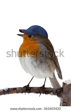 Robin photoshopped with baseball hat