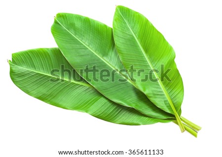 Banana leaves isolated over white Royalty-Free Stock Photo #365611133
