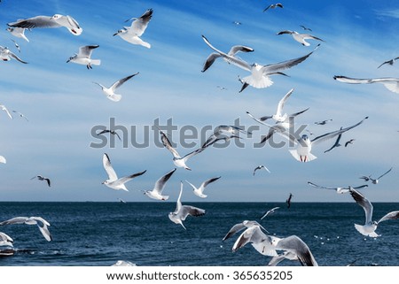 Hungry gulls circling over the winter beach in search of food on a background of sea and blue sky. Sea birds in flight in search of food.