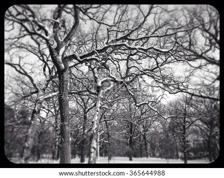 Trees covered in snow