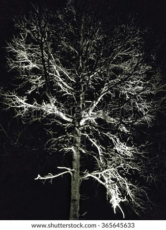 Under lit Solitary Tree at Kew Gardens, London