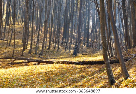autumn forest in fine weather