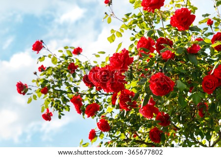 Red roses bush in the garden Royalty-Free Stock Photo #365677802