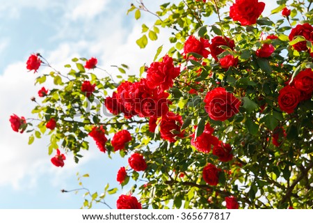 Red roses bush in the garden Royalty-Free Stock Photo #365677817