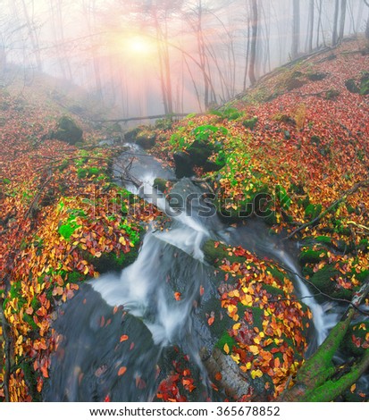 After rain beautiful beautiful ancient beech forest near the river is covered by mysterious haze. In the Ukrainian Carpathians plenty of clean water and pristine old forests