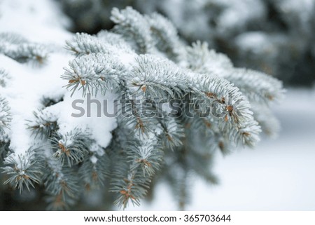 Winter frost on spruce christmas tree close-up . Shallow depth-of-field.