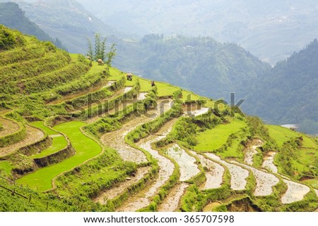 gorgeous farm fields, rice paddy terraces, Sapa, Vietnam