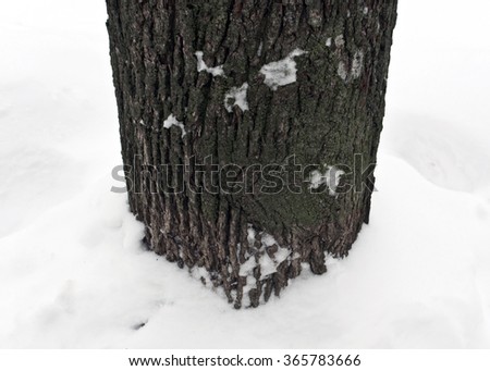 Tree in snow. Seasonal natural background.