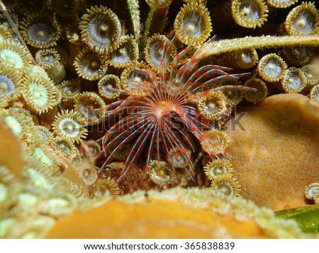 Underwater life, marine worm Turbocavus secretus, on the seabed with zoanthids, Caribbean sea Royalty-Free Stock Photo #365838839