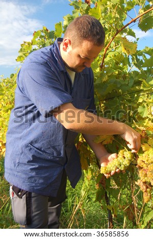 Young vintner is harvesting grape