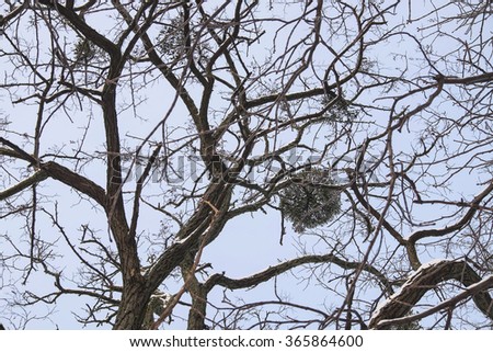 mistletoe on a tree
