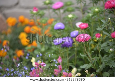 Soft, fuzzy, abstract image of different summer flowers. It is used as a background, texture.