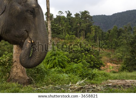 Elephant in the jungle. Picture taken in Koh-Chang island / Thailand in 2006
