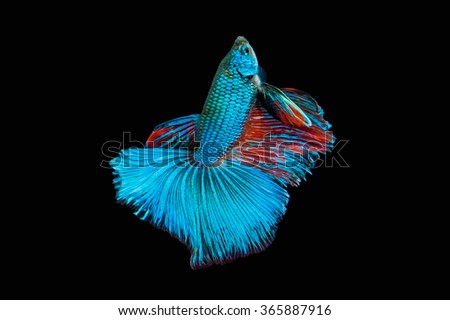 This is a Betta fish. It is a Thai breed of fish.