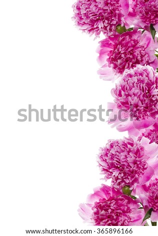 Pink peonies on the white background. Space for text.