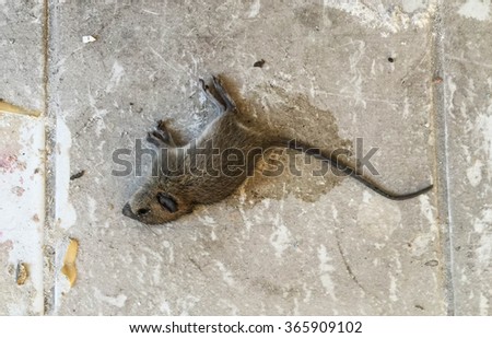 Dead rat on floor