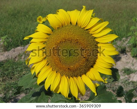 Big sun flower