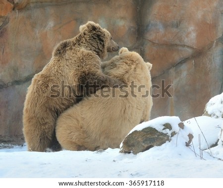 Wrestling of Himalayan brown bears (Ursus arctos isabellinus) sometimes confused or mistaken with Yeti