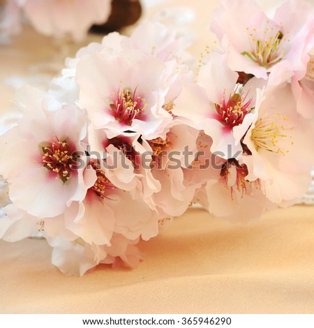 Wedding background closeup with pink almond flowers